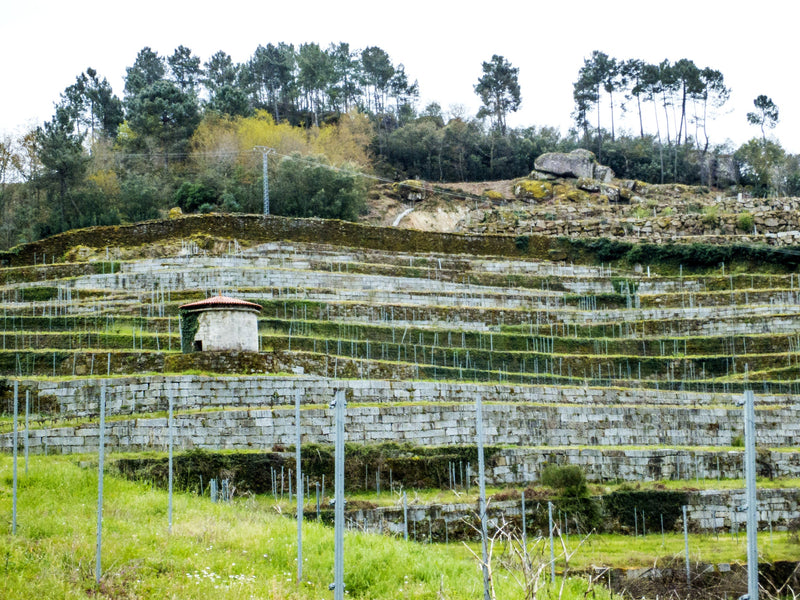 Sabores de España Tasting with Vinovi & Co - Thursday Nov. 6, 6-7:30pm CT